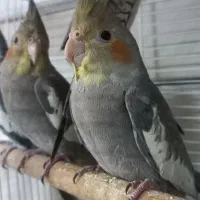 مرغ عروس|پرنده|کاشان, باغ ماجد|دیوار