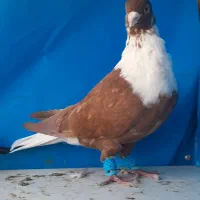 سه تا کلاغ رسمی نواری|پرنده|مشهد, کوی سیدی|دیوار