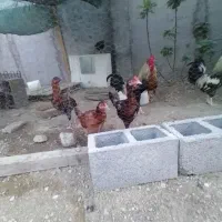 مرغ وخروس محلی