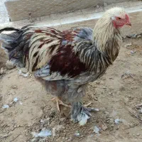 مرغ و خروس برهما|حیوانات مزرعه|برازجان, |دیوار