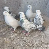 کبوترپرصدا دار