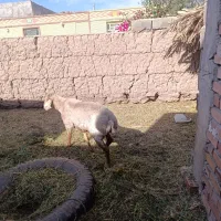 بره شیرازی اصل|حیوانات مزرعه|نرماشیر, |دیوار