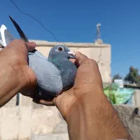 کفتر مجسمه|مجسمه، تندیس، ماکت|هامون, |دیوار