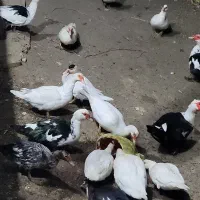 اردک مسکویی|حیوانات مزرعه|جغتای, |دیوار