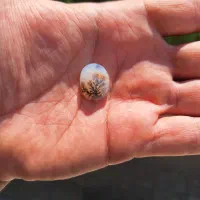 شجر کلکسیونی|جواهرات|ساوه, |دیوار