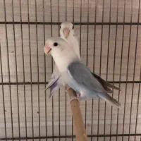 برزیلی ماده تک و جفت مولد|پرنده|یزد, |دیوار