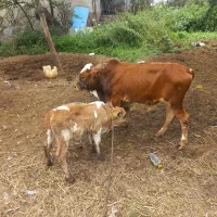 ورزا   گوساله گاو