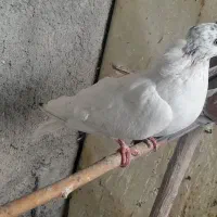 کفتر طهرانی