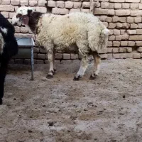 یک عدد بره نر