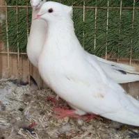 کفتر بی نظیر|پرنده|وحیدیه, |دیوار