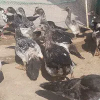 اردک خارجی|حیوانات مزرعه|هامون, |دیوار