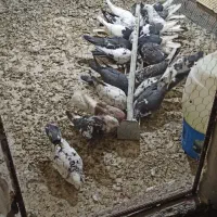 کبوتر تهرانی|پرنده|مبارکه, |دیوار