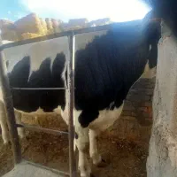 گوساله قسابی