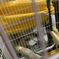 دوعدد طوطی عروس سه ماهه|پرنده|رشت, کوی امام رضا|دیوار