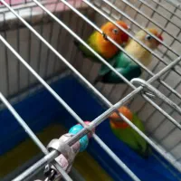 . طوطی کوتوله نژاد دار خاص .نجف آباد|پرنده|نجفآباد, فردوسی شمالی|دیوار