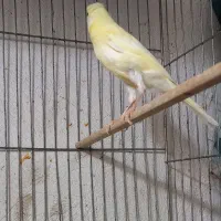 جوجه ۳ ماهه نرو ماده