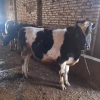 گاو نر|حیوانات مزرعه|زنجانرود, |دیوار