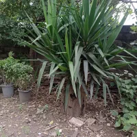 یوکا فروشی|گل و گیاه طبیعی|رامسر, |دیوار