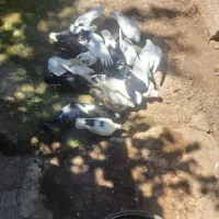 کبوتر|پرنده|رودبار, |دیوار