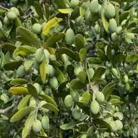 نهال زیتون کنسروالیا و روغن گیری|خدمات باغبانی و درختکاری|مهریز, |دیوار