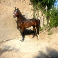 خرید و فروش اسب کرد و عرب اموزش سوارکاری|اسب و تجهیزات اسب‌سواری|تهران, سعیدآباد|دیوار