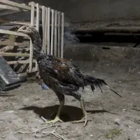 خروس لاری|حیوانات مزرعه|شاهین دژ, |دیوار