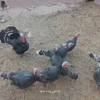 بوقلمون برنزه