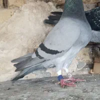 کبوتر ۲عدد|پرنده|اهواز, بیست متری شهرداری|دیوار