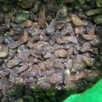 گله افتابی|عمده‌فروشی|مشهد, حجت|دیوار