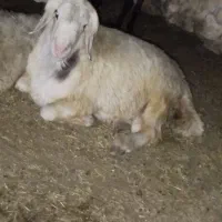 قوچ بختیاری
