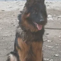 سگ ژرمن شولاین