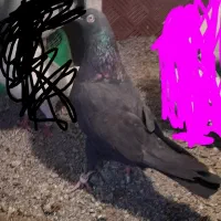 فراری|حیوانات|اردبیل, |دیوار