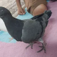 کفتر
