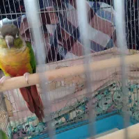 یک جفت گرینچیک گیرینچیک نروماده جوان سالم یلوساید