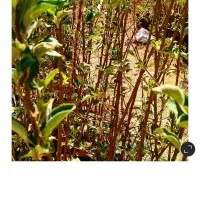 فروش نهال های گلدانی در هماشهر سپیدان|خدمات باغبانی و درختکاری|شیراز, گویم|دیوار