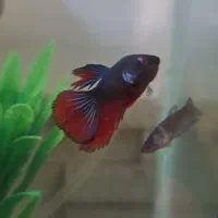 ۶ عدد فایتر جوان