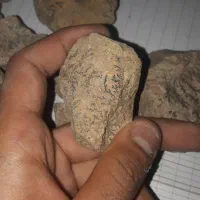 سنگ شجر فسیلی دونه ای ۵۰|کلکسیون اشیاء عتیقه|کرمان, |دیوار