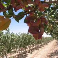 فروش-زمین-پسته-کاری