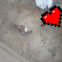 کبوتر|پرنده|کنارک, |دیوار