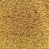 بذر یونجه اصیل همدانی پایه بلند«هر کیلو330»|خدمات باغبانی و درختکاری|ملایر, |دیوار