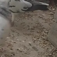 کبوتر گمشدع