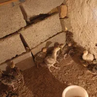 جوجه بوقلمون