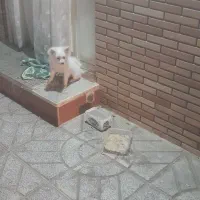 پامرین|سگ|مبارکه, |دیوار