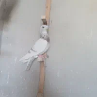 قوره ای پلاکی