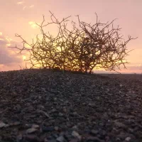 خودرو آفروداجاره همراه باراننده داریم