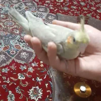 عروس هلندی لوتینو|پرنده|لیسار, |دیوار