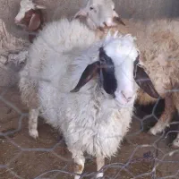 دو عدد بره قوچ|حیوانات مزرعه|کرمانشاه, |دیوار