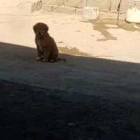 واگذاری توله|سگ|تربت جام, جلگه موسی آباد|دیوار