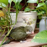 جوجه راهب سبز سرلاکی دستی پرپوش و نرمه خور|پرنده|مشهد, وکیل‌آباد|دیوار