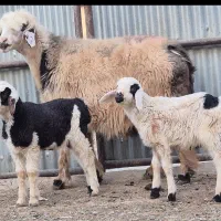 فروش دوراس شیشک بختیاری دوبره ای و یه بره ای